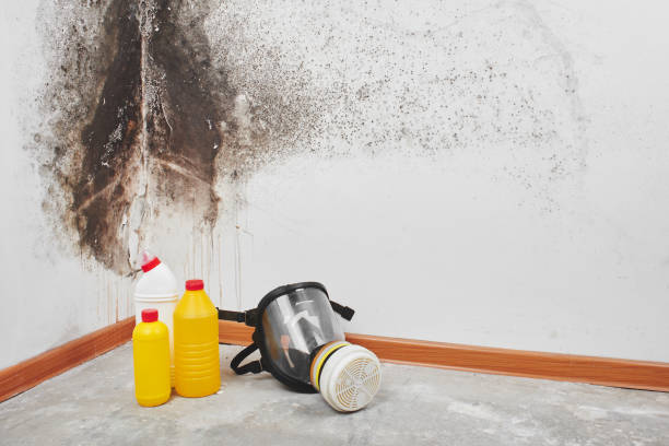 Best Home Mold Removal  in White Hall, WV