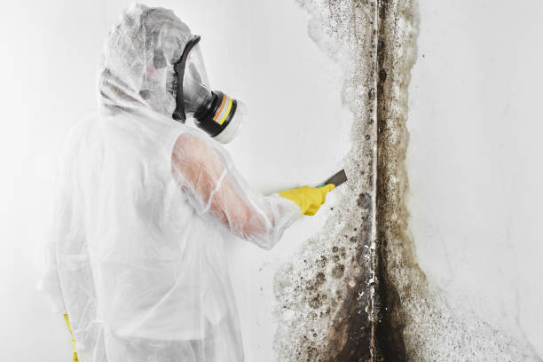 Best Affordable Mold Removal  in White Hall, WV