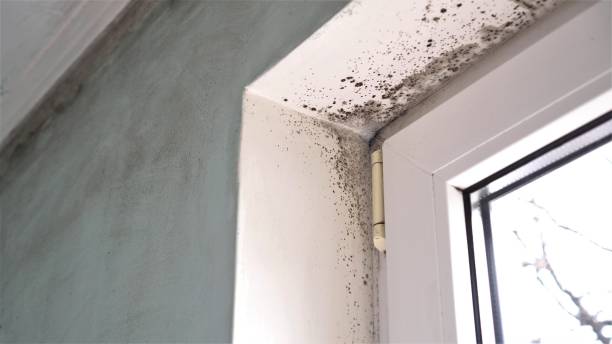 Best Professional Mold Removal  in White Hall, WV