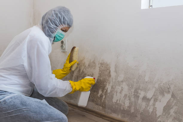 Best Mold Cleaning Services  in White Hall, WV