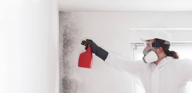 Best Best Mold Removal Companies  in White Hall, WV