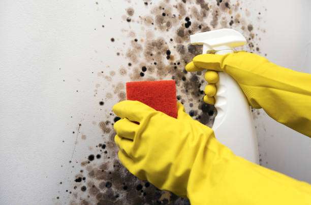 Best Office Mold Removal Services  in White Hall, WV