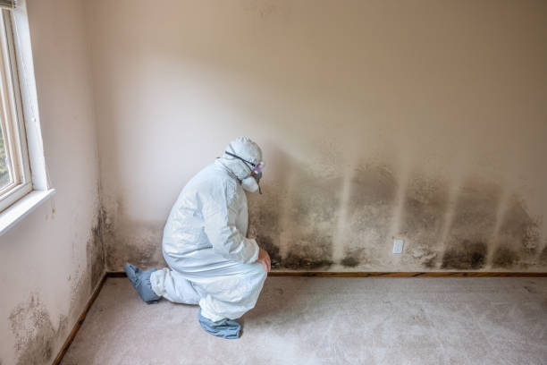 Best Attic Mold Removal  in White Hall, WV