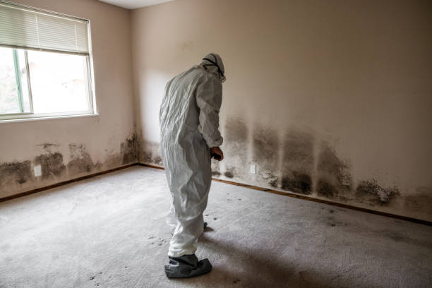 Best Affordable Mold Removal  in White Hall, WV