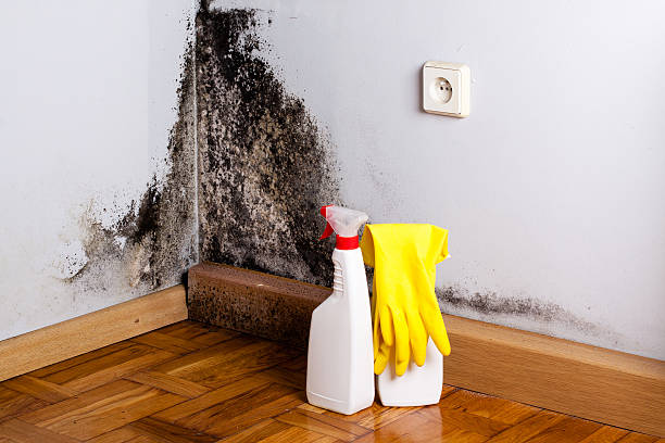 Best Same-Day Mold Removal  in White Hall, WV