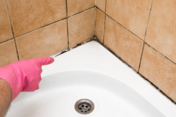 Best Residential Mold Removal  in White Hall, WV